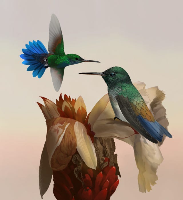 Blue-tailed Hummingbird painting
