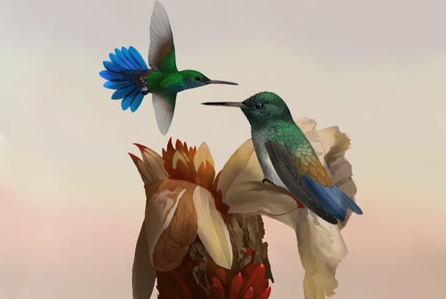 blue-tailed hummingbird