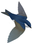 Costa rican Swift