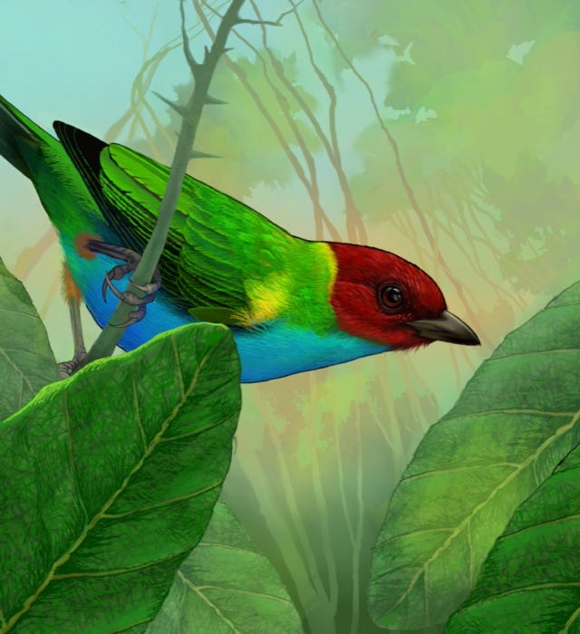 Bay-headed Tanager Painting