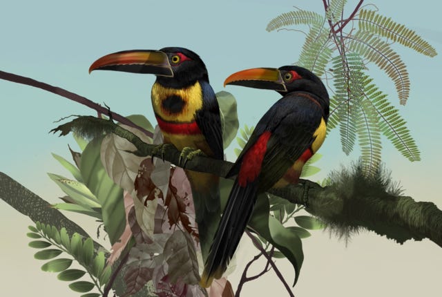 Fiery-billed Aracari