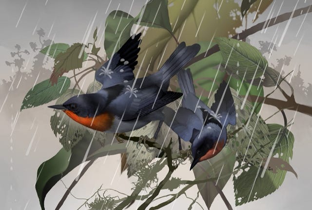 Flame-throated Warbler