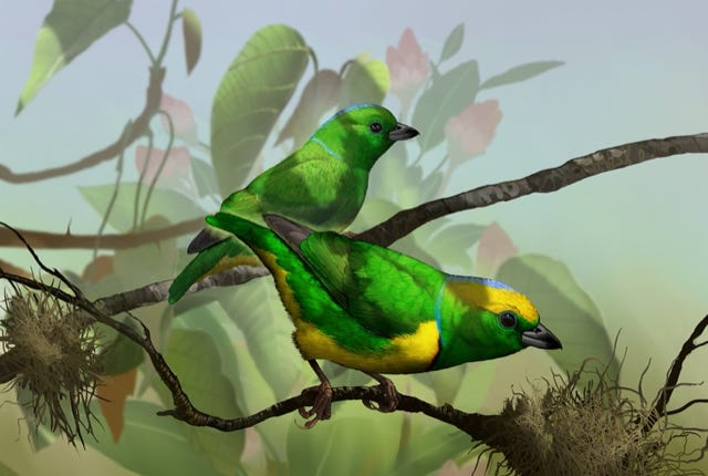 Golden-browed Clorophonia painting