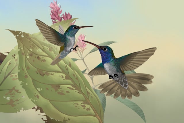 Honduran Emerald hummingbird