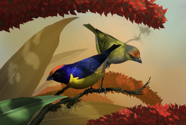 Tawny-capped Euphonia