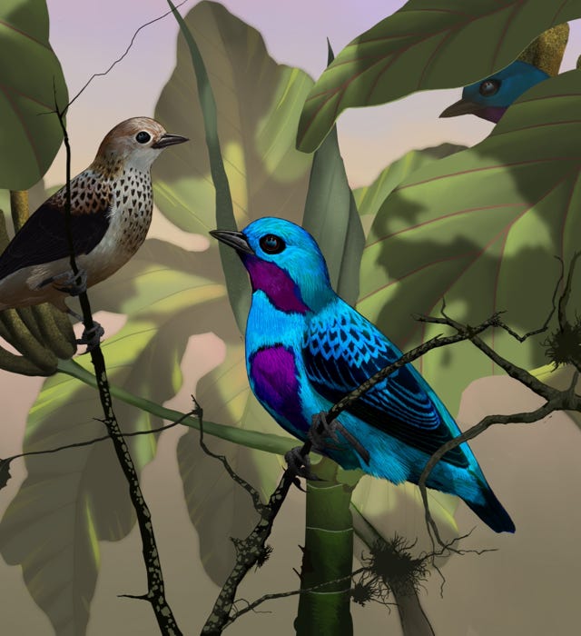 Turquoise Cotinga painting
