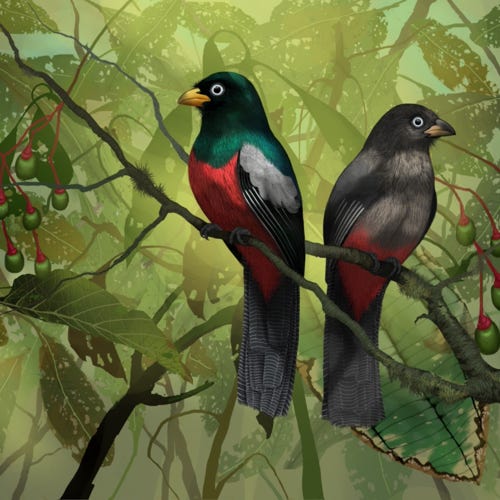 Lattice-tailed Trogon painting