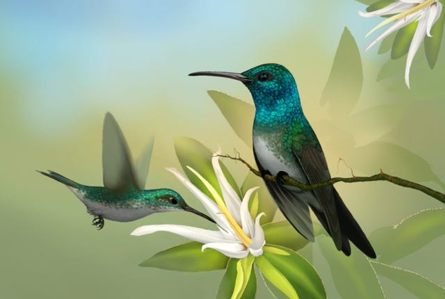 Fiery-billed Aracari