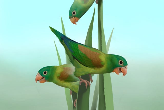 orange-chinned Parakeet