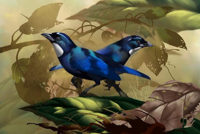 Silver-throated Jay