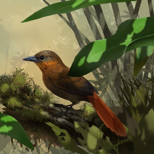 Streak-breasted Treehunter painting