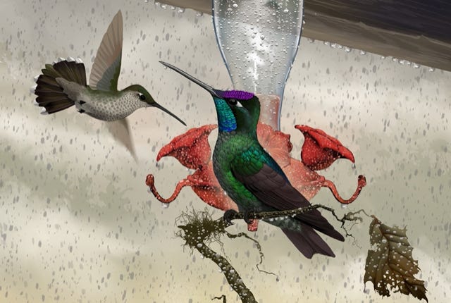 Talamanaca Hummingbird